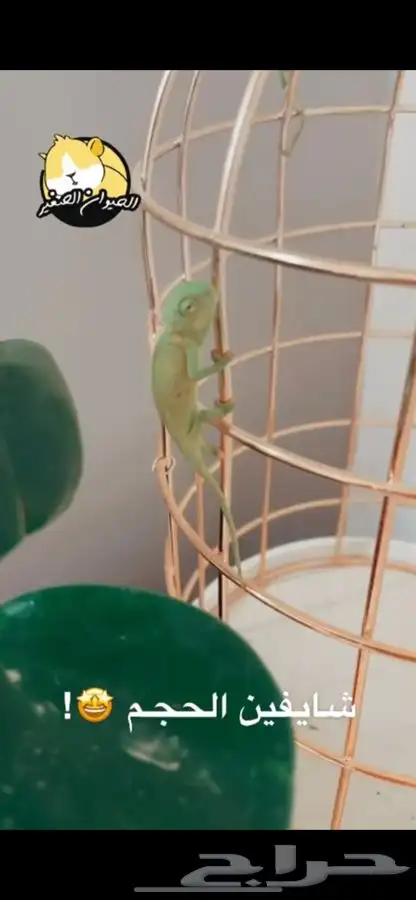 حرباء متوفر تمارا 2