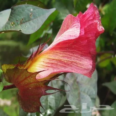 بذور قطن للبيع 0