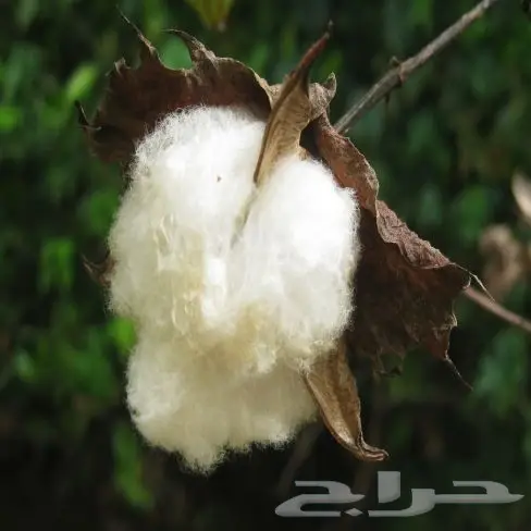 بذور قطن للبيع 1