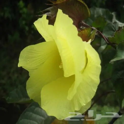 بذور قطن للبيع 2