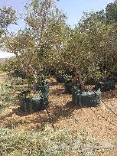 توريد نخيل عربي وواشنطنيا قسم الزراعه لدى الشركه 28