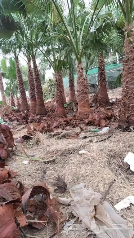 توريد نخيل عربي وواشنطنيا قسم الزراعه لدى الشركه 60