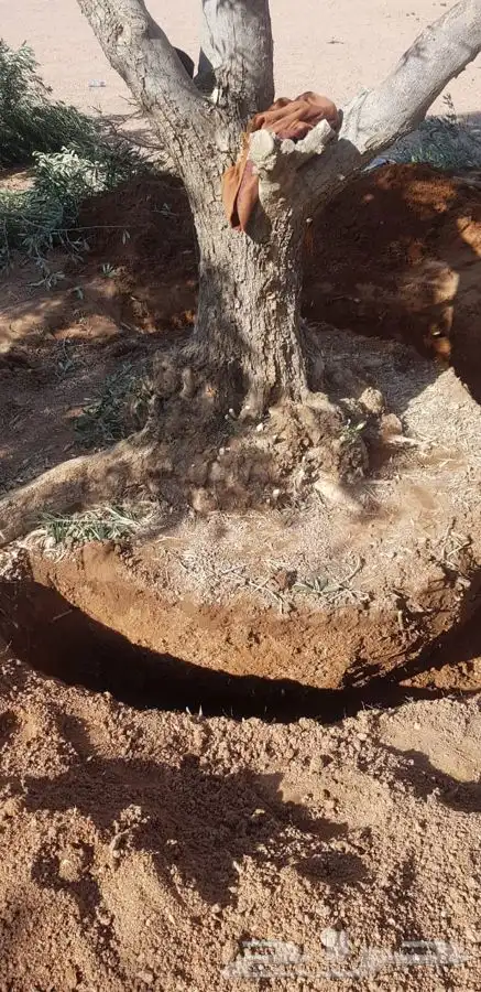 توريد نخيل عربي وواشنطنيا قسم الزراعه لدى الشركه 82