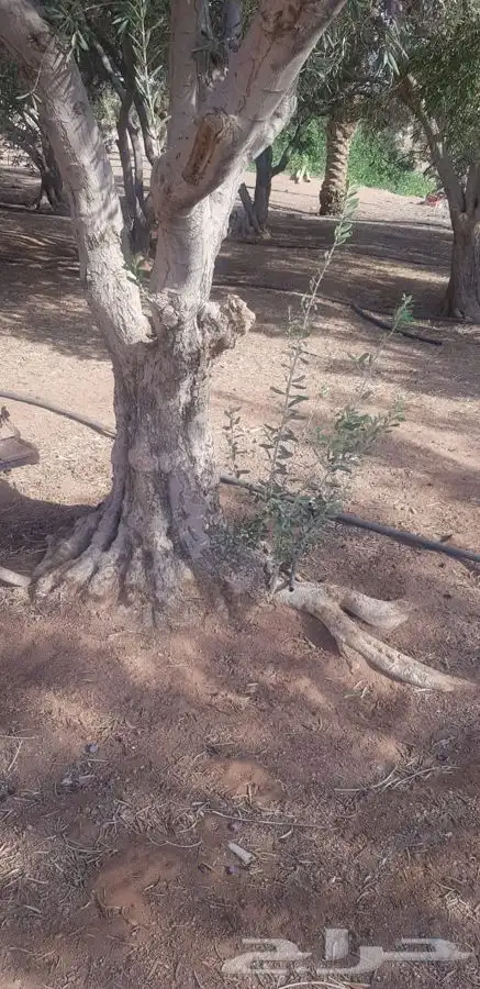 توريد نخيل عربي وواشنطنيا قسم الزراعه لدى الشركه 86