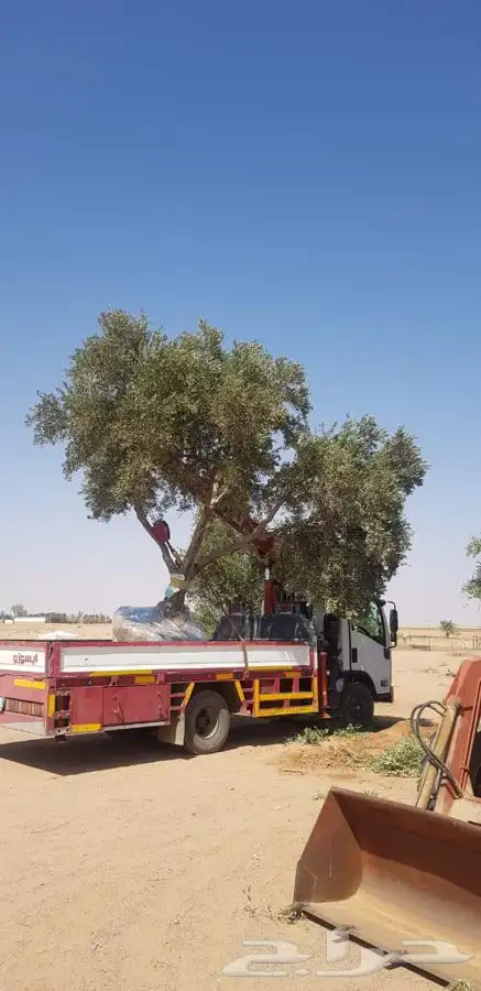 توريد نخيل عربي وواشنطنيا قسم الزراعه لدى الشركه 85