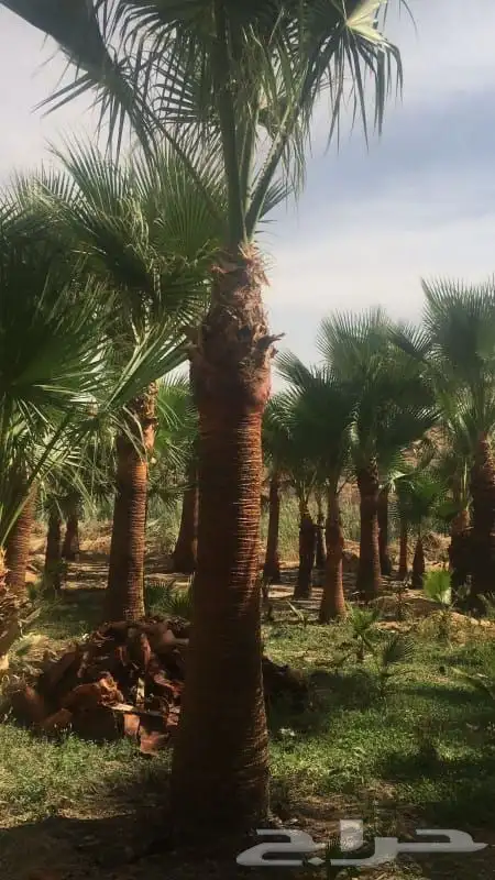 توريد نخيل عربي وواشنطنيا قسم الزراعه لدى الشركه 59
