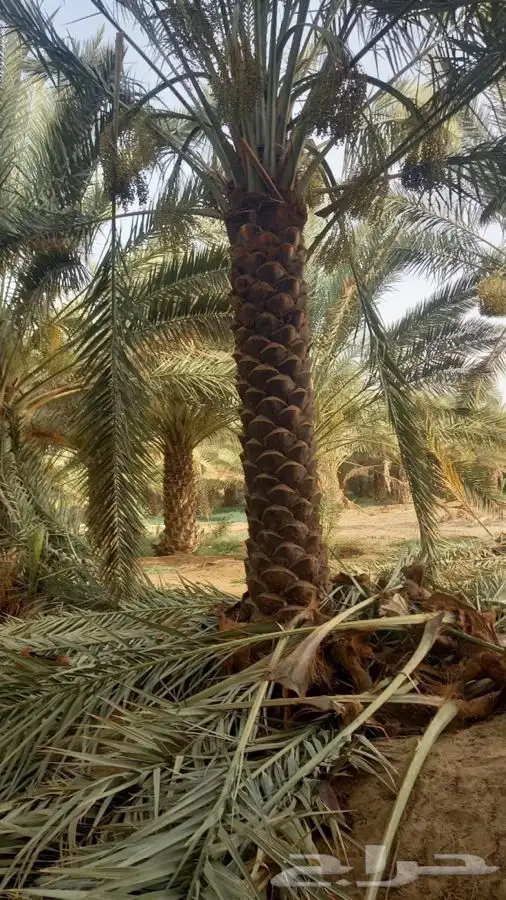 توريد نخيل عربي وواشنطنيا قسم الزراعه لدى الشركه 4