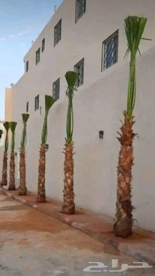 توريد نخيل عربي وواشنطنيا قسم الزراعه لدى الشركه 1
