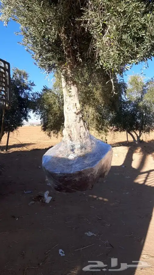 توريد نخيل عربي وواشنطنيا قسم الزراعه لدى الشركه 33