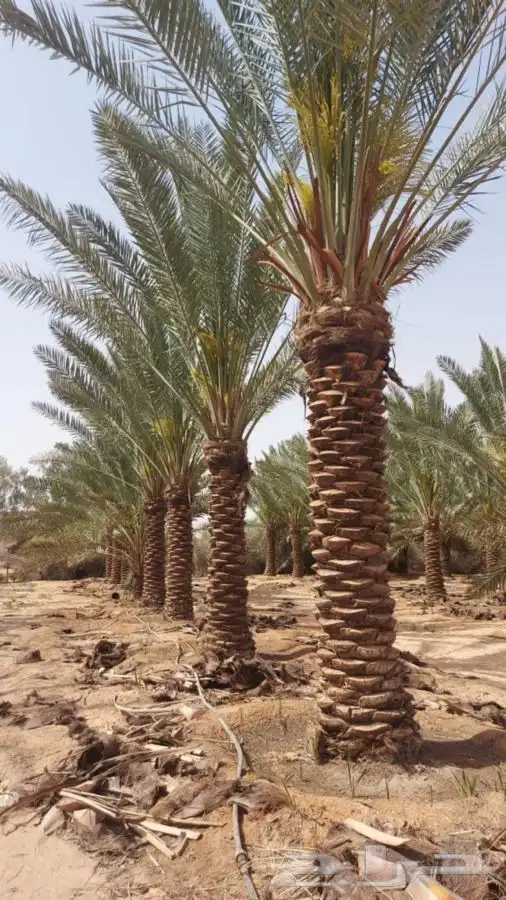توريد نخيل عربي وواشنطنيا قسم الزراعه لدى الشركه 5