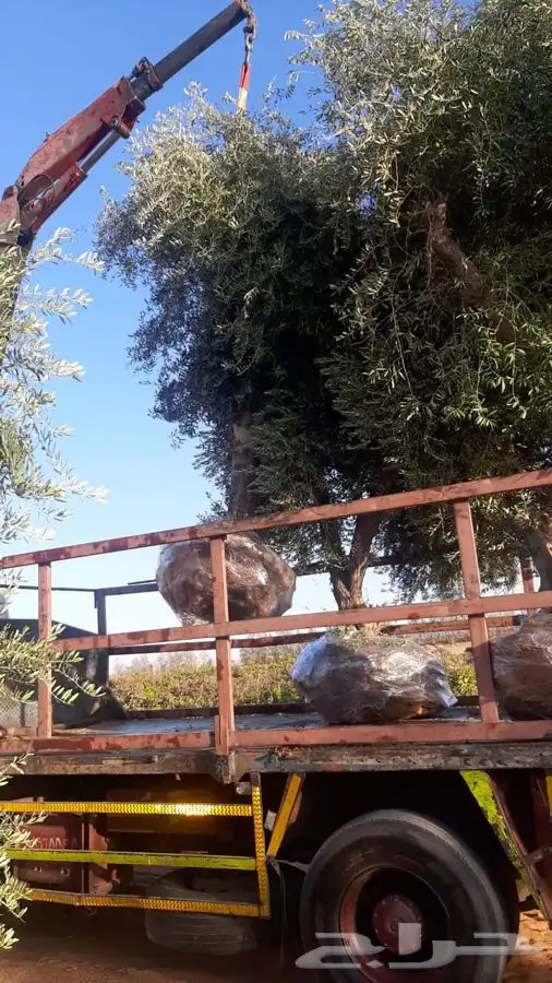 توريد نخيل عربي وواشنطنيا قسم الزراعه لدى الشركه 73