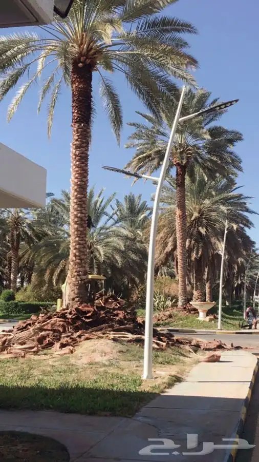 توريد نخيل عربي وواشنطنيا قسم الزراعه لدى الشركه 45