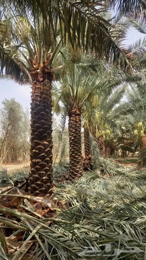 توريد نخيل عربي وواشنطنيا قسم الزراعه لدى الشركه 3