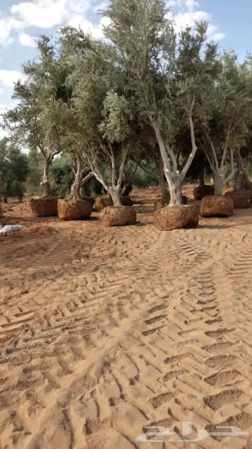 توريد نخيل عربي وواشنطنيا قسم الزراعه لدى الشركه 94