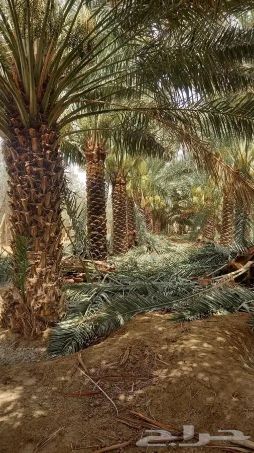 توريد نخيل عربي وواشنطنيا قسم الزراعه لدى الشركه 2