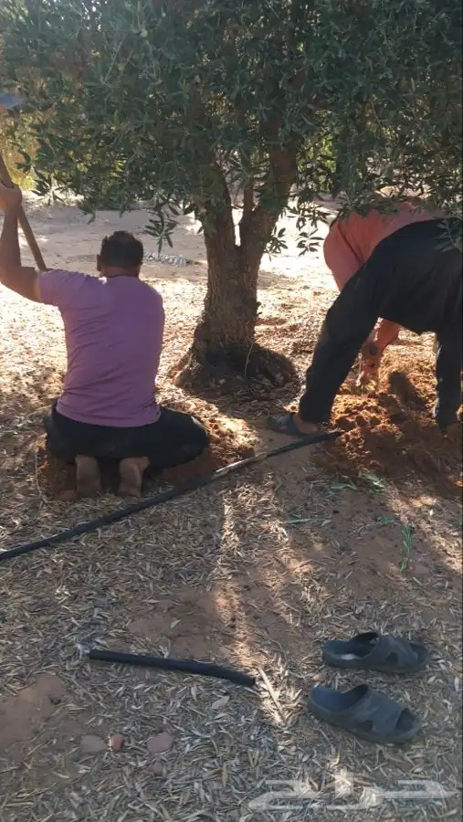 توريد نخيل عربي وواشنطنيا قسم الزراعه لدى الشركه 76