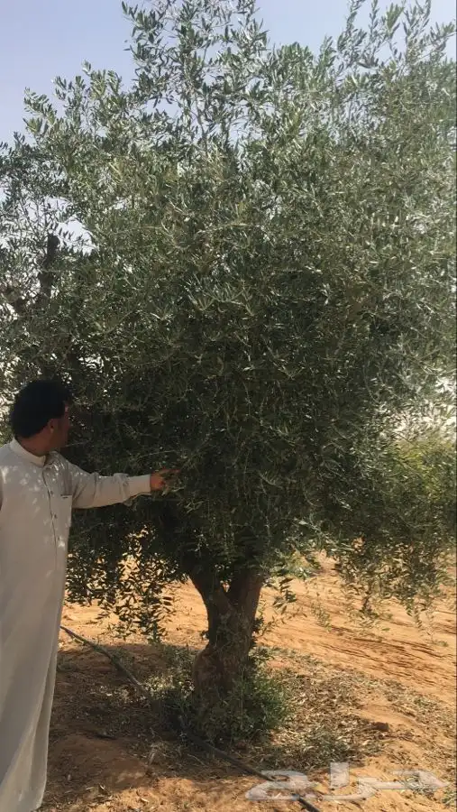 توريد نخيل عربي وواشنطنيا قسم الزراعه لدى الشركه 79