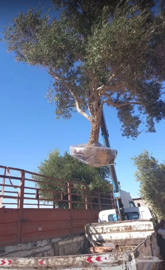 توريد نخيل عربي وواشنطنيا قسم الزراعه لدى الشركه 17