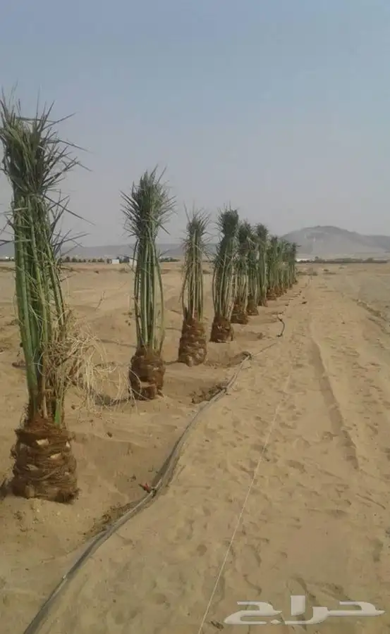 توريد نخيل عربي وواشنطنيا قسم الزراعه لدى الشركه 44