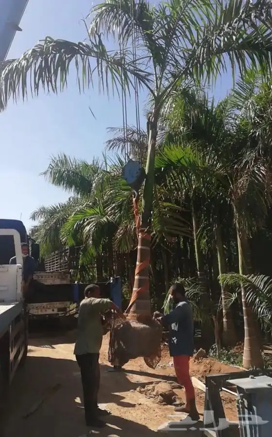 توريد نخيل عربي وواشنطنيا قسم الزراعه لدى الشركه 70