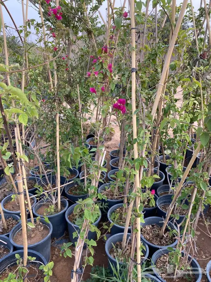 شتلات مزهره ومث 1