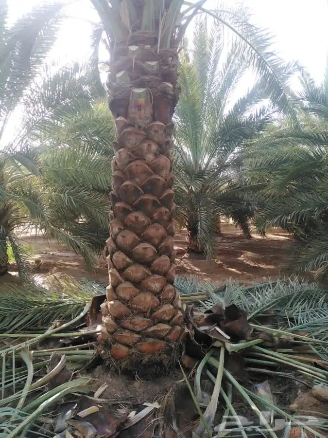 توريد نخيل عربي وواشنطنيا قسم الزراعه لدى الشركه 31