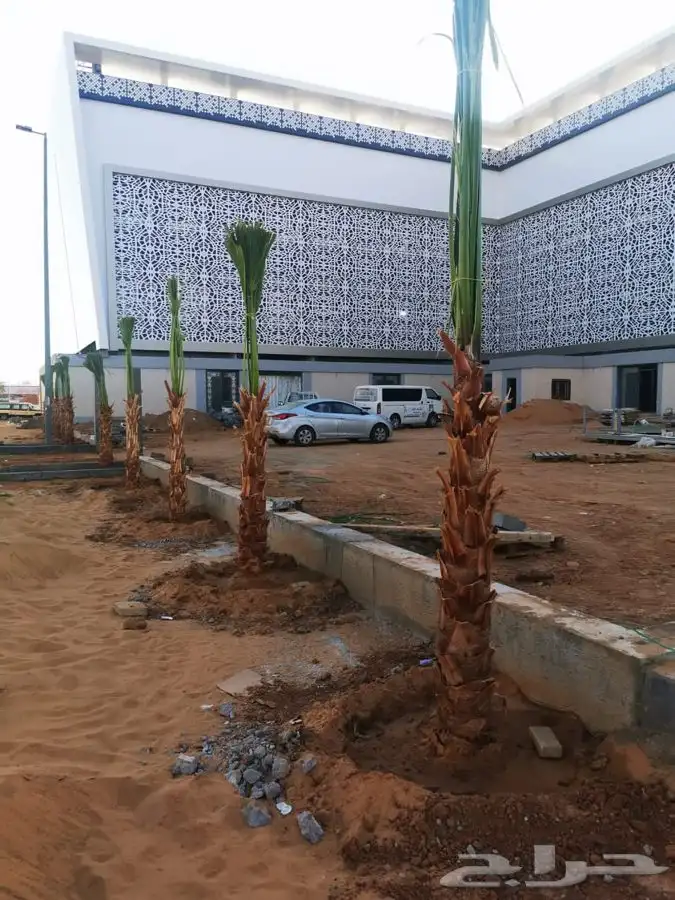 توريد نخيل عربي وواشنطنيا قسم الزراعه لدى الشركه 8