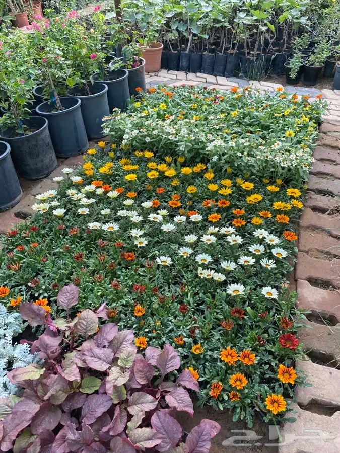 شتلات مزهره ومث 3