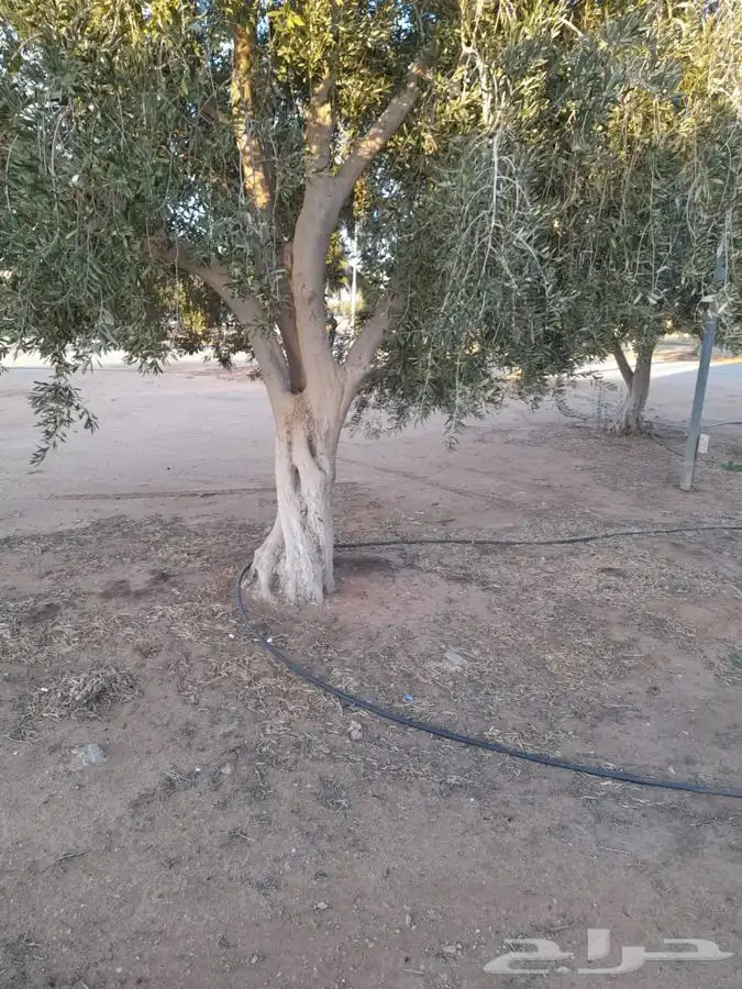 توريد نخيل عربي وواشنطنيا قسم الزراعه لدى الشركه 37