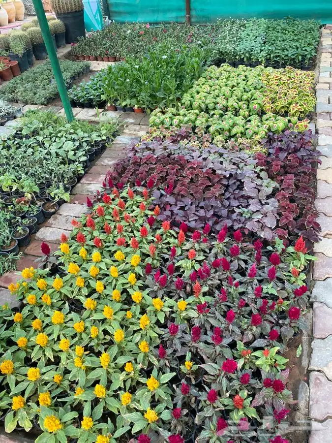 شتلات مزهره ومث 4