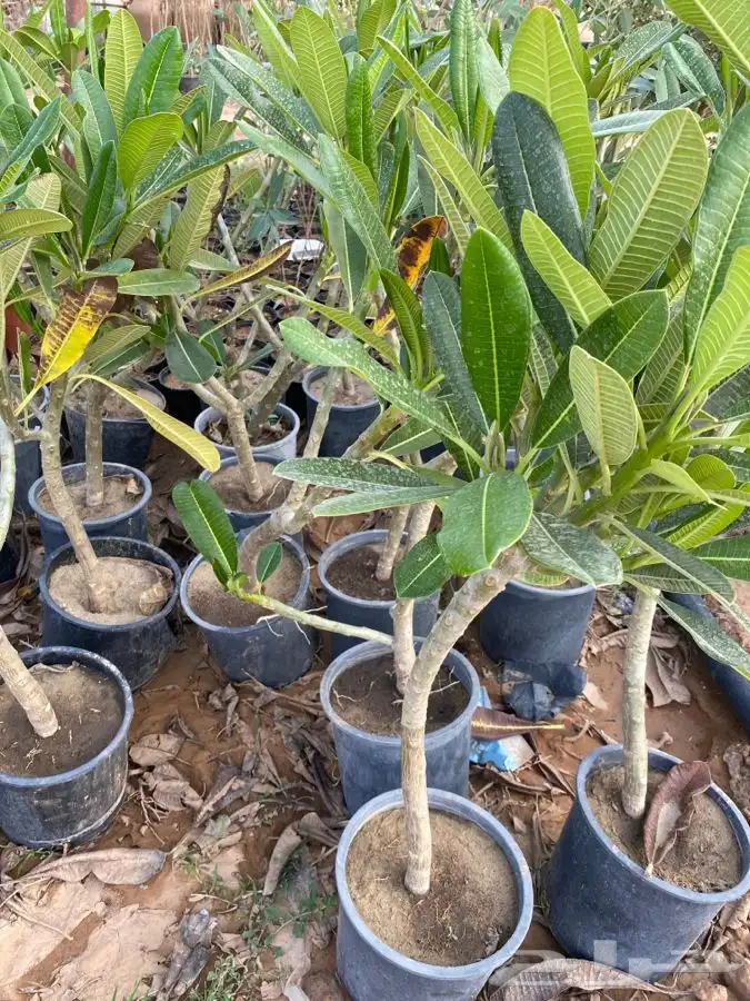 شتلات مزهره ومث 2