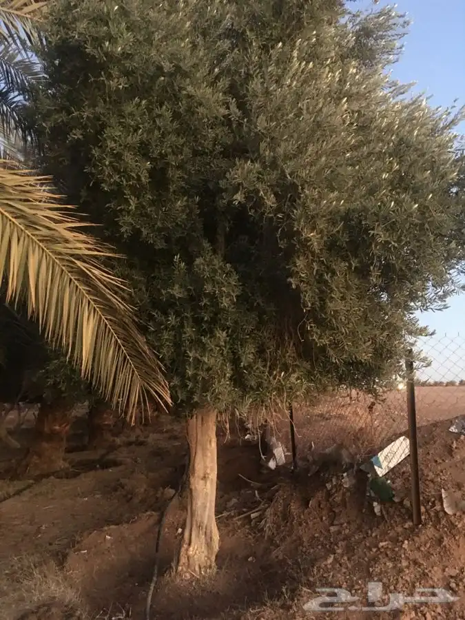 توريد نخيل عربي وواشنطنيا قسم الزراعه لدى الشركه 35
