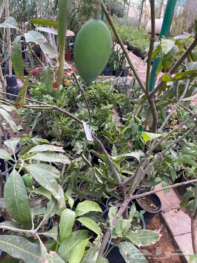 شتلات مزهره ومث 5