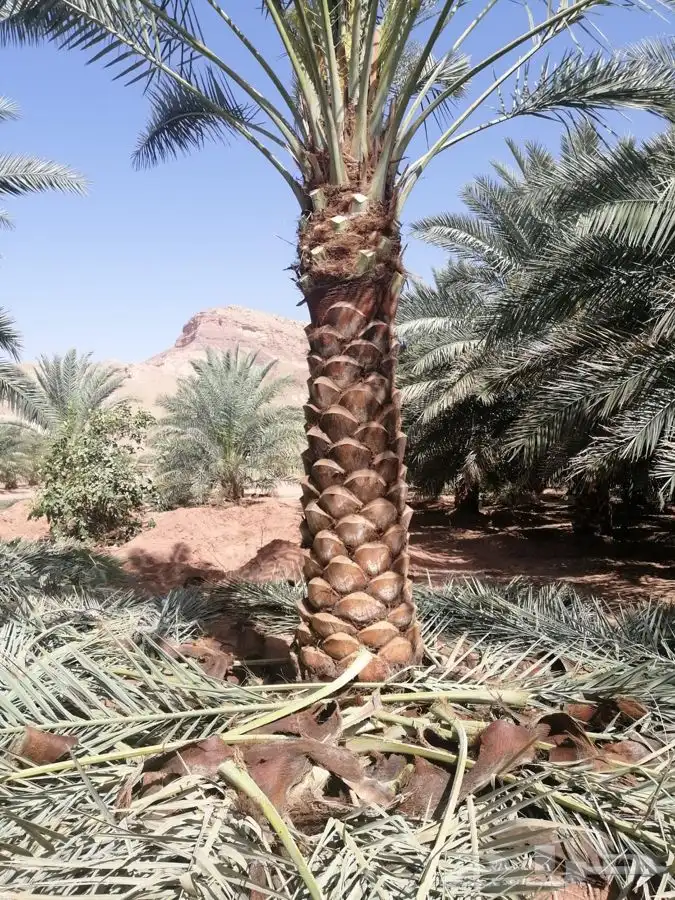 توريد نخيل عربي وواشنطنيا قسم الزراعه لدى الشركه 10