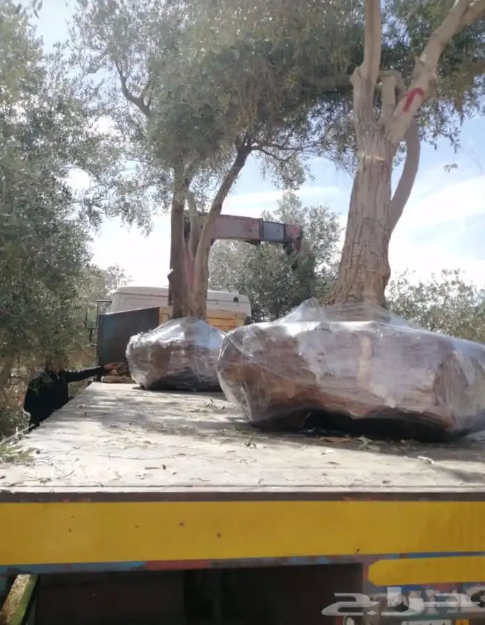 توريد نخيل عربي وواشنطنيا قسم الزراعه لدى الشركه 92