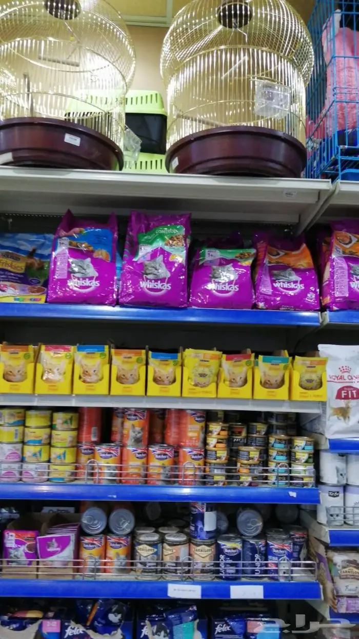 طيور كروان روز فشر كناري زيبرا بادجي دره 16