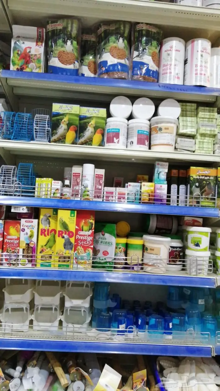 طيور حب بادجي كروان روز فشر كناري روز زيبرا 18