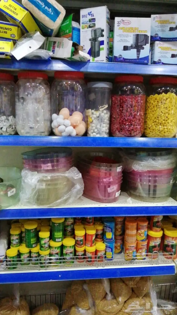 طيور حب بادجي كروان روز فشر كناري روز زيبرا 19