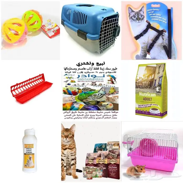 طيور حب بادجي كروان روز فشر كناري روز زيبرا 35
