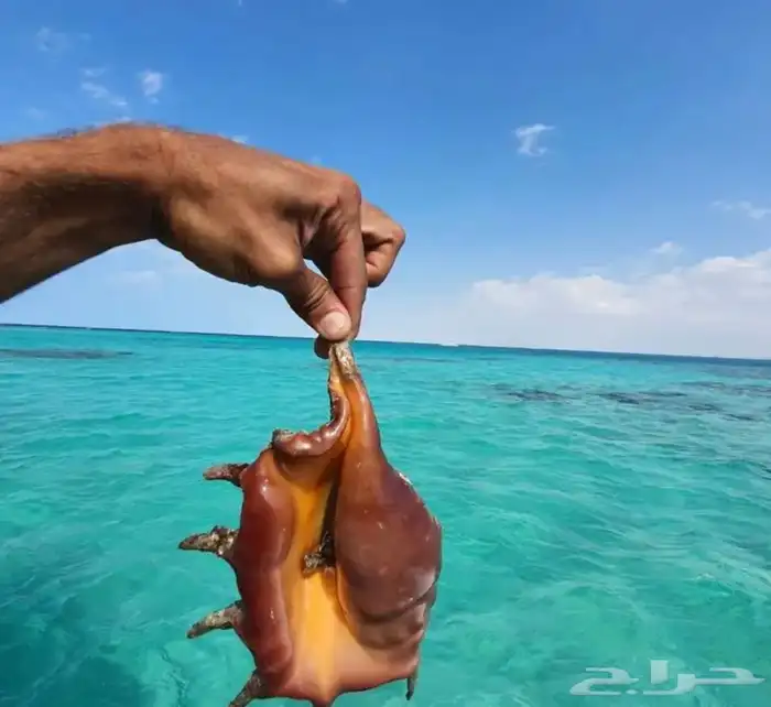 رحلات بحرية مالديف جدة جزيرة بياضه 22