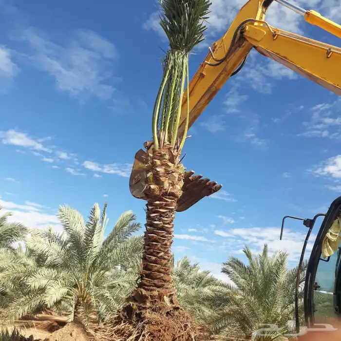 توريد نخيل عربي وواشنطنيا قسم الزراعه لدى الشركه 40