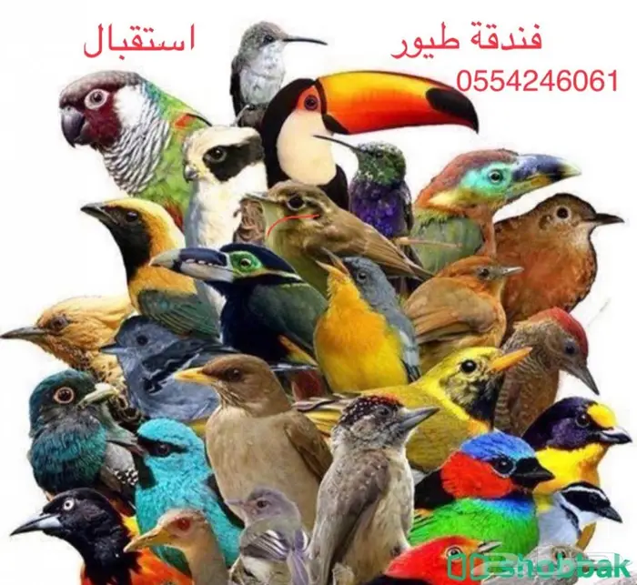 فندقه طيور وقطط أليفة منزلية - استقبال فقط 1