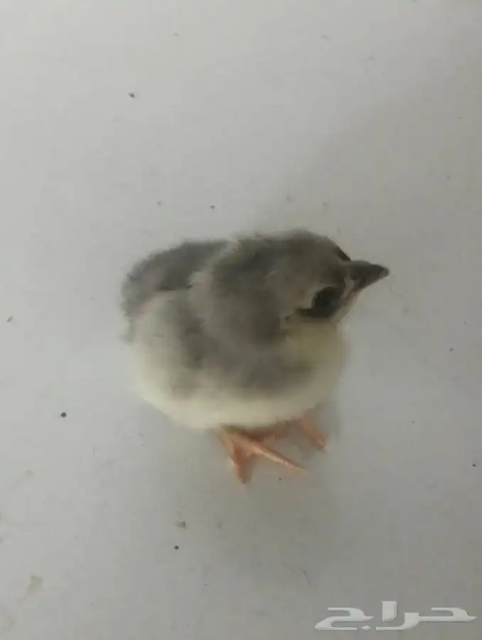 صوص للبيع بداية تاريخ الانتاج 1