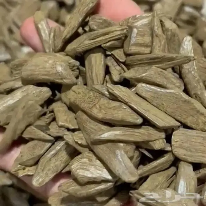 عرض بلاش عود مروكي دقة ذهبية 1