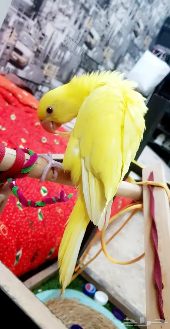 دره لاتينو عيون حمر 1