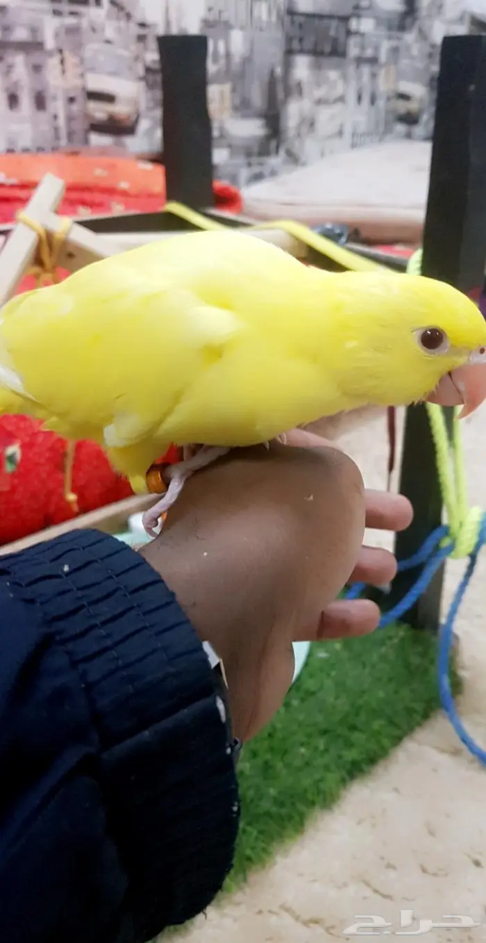 دره لاتينو عيون حمر 2