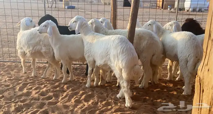 ذبايح حريات ونعيم وتيوس يامدور الزين 0