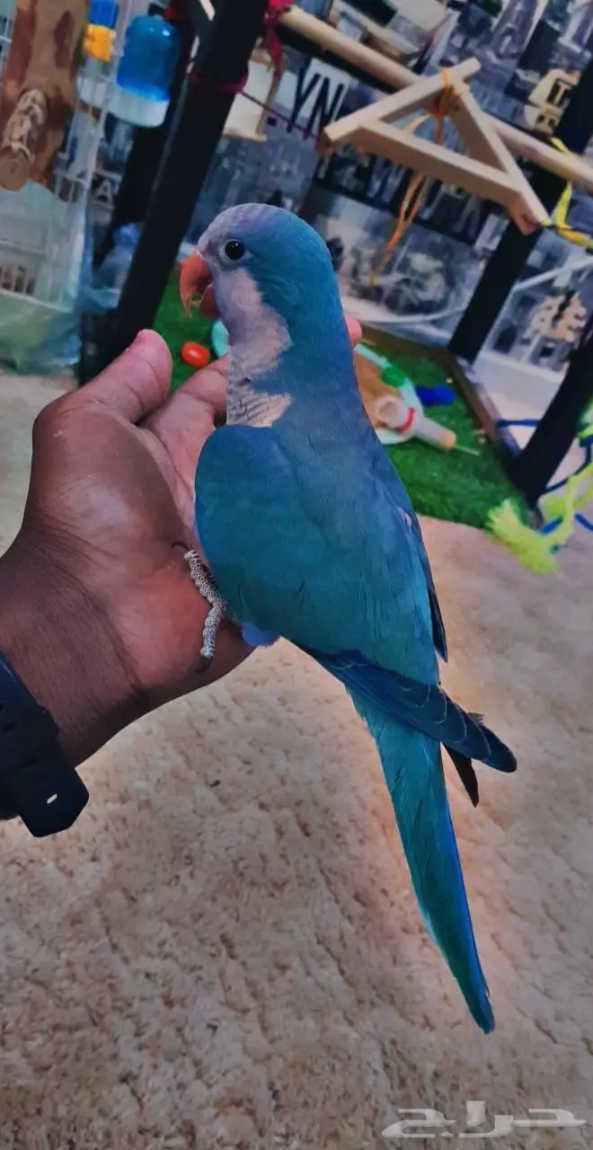 كويكر الراهب 2