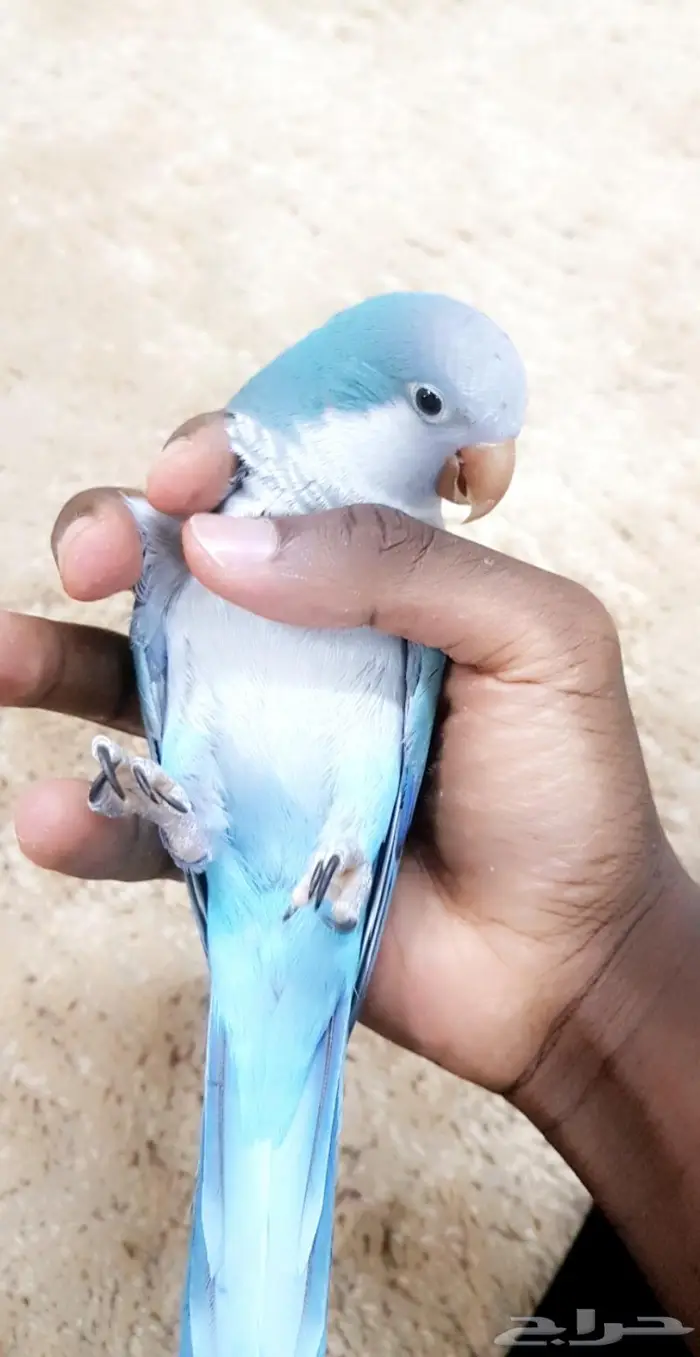 كويكر الراهب 1