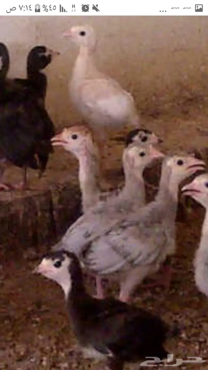 صوص رومي سوبر جامبو 1